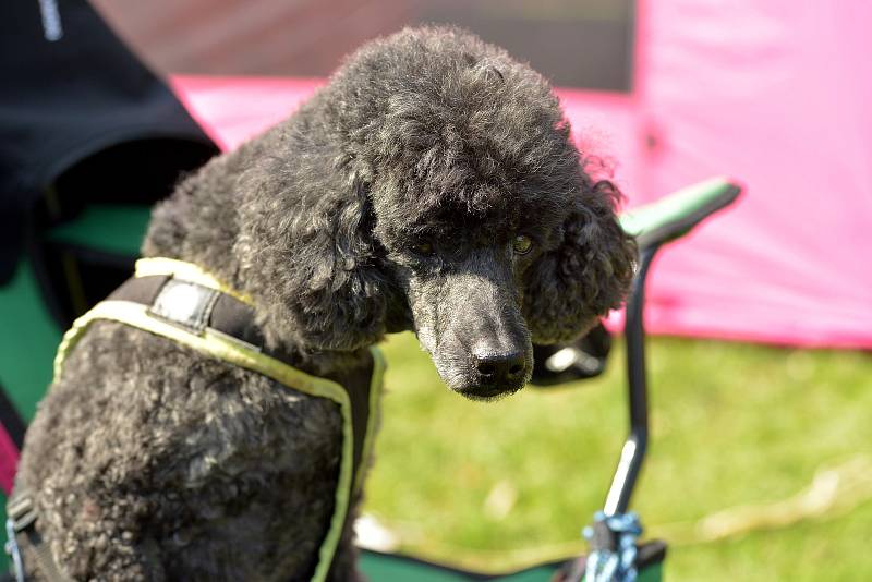 Agility závody 'O kutnohorský groš' na cvičáku v Kutné Hoře.