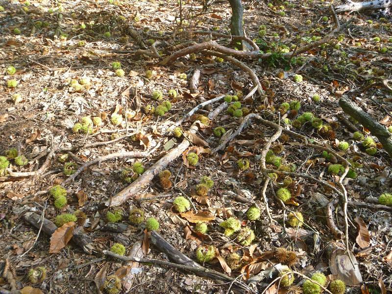 Kaštanobraní je letos na Čáslavsku poznamenáno suchem