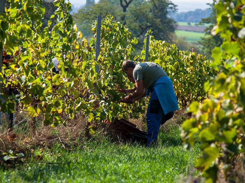 Sklizeň hroznů na vinicích společnosti Vinné sklepy Kutná Hora.