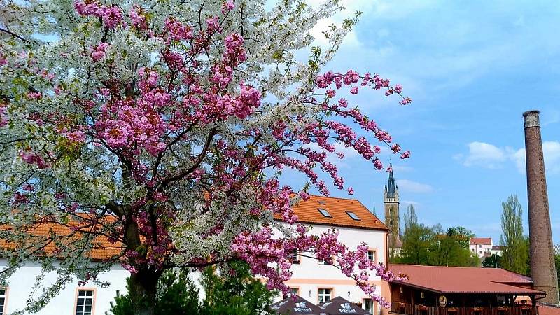 Dvoubarevná sakura kvete v čáslavských Vodrantech.