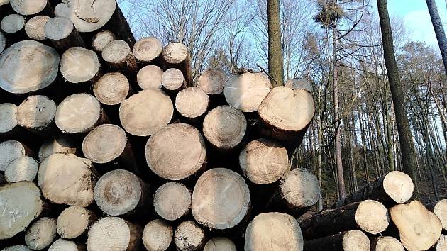 S pilou do státního lesa. Samovýroba už má na Třebíčsku opět zelenou