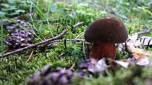 Na Kutnohorsku rostou houby