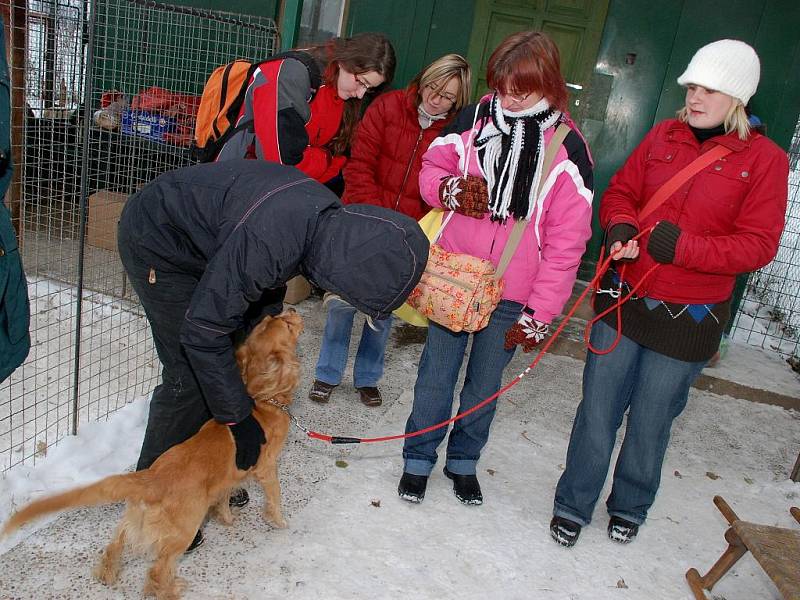 Vánoce v kutnohorském psím útulku. 19.12.2009