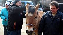 Z masopustního reje na statku sdružení Dítě a kůň v Miskovicích.