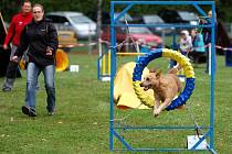 Kutnohorské závody v agility - Emilův skok, 9. října 2011.