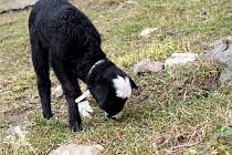 Ovečka Áma se sice chová jako pes, ale na trávě si jako správná ovce ráda pochutná. 