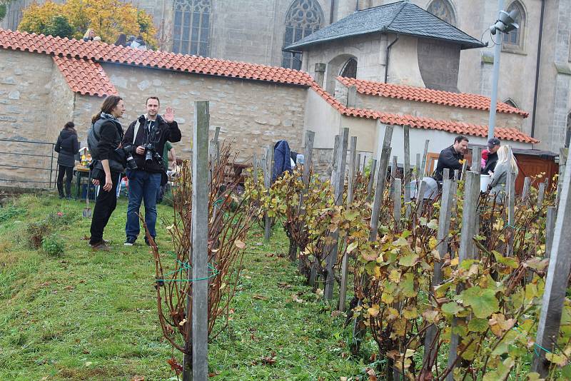 Slavnostní sklizeň vinice Pod Barborou v Kutné Hoře