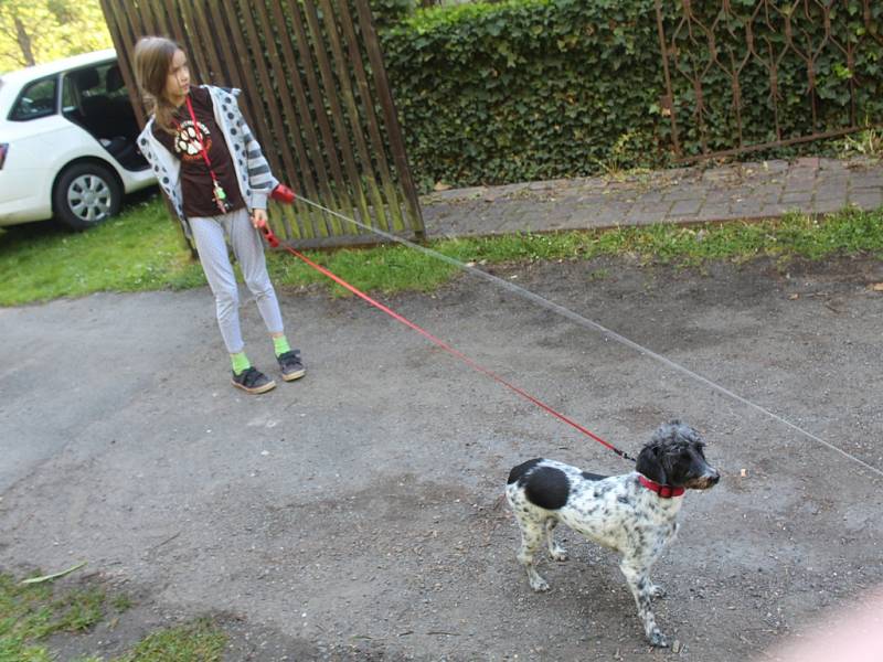 Dogtrekkingový závod Okolo Kutné Hory, 5.ročník