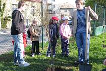 Deváťáci ze žižkovské základní školy vysadili tentokrát na zahradě buk.