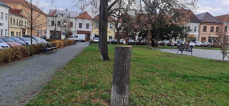 Pokácené lípy na čáslavském Žižkově náměstí.