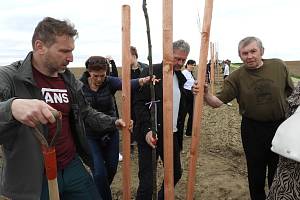 Z výsadby dalších stromů v Aleji československých parašutistů mezi obcí Střížov a městysem Vladislav na Třebíčsku.