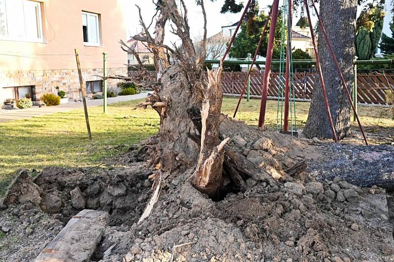 Hasiči v Uhlířských Janovicích v sobotu spěchali k pádu vzrostlého smrku.