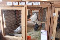 Výstava králíků a holubů v Hostovlicích