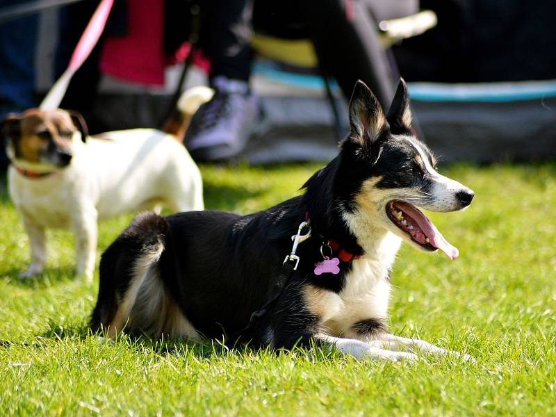 Agility závody 'O kutnohorský groš' na cvičáku v Kutné Hoře.