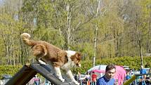 Agility závody 'O kutnohorský groš' na cvičáku v Kutné Hoře.