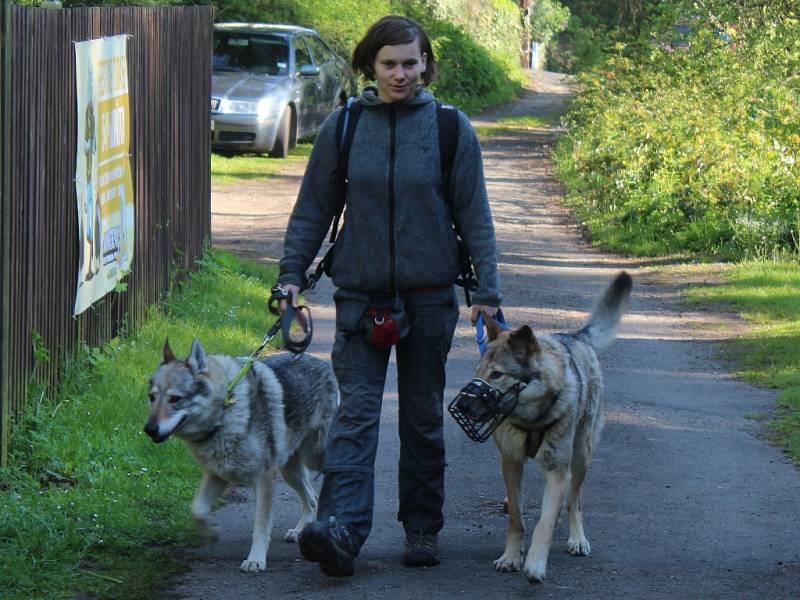 Dogtrekkingový závod Okolo Kutné Hory, 5.ročník