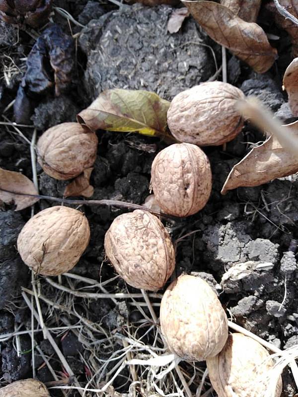 Jeden z mála pozitivních účinků vichřice - ořechy padaly ve velkém, stačilo jen pak posbírat.