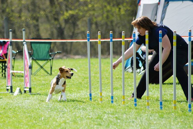 Agility závody 'O kutnohorský groš' na cvičáku v Kutné Hoře.