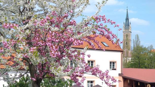 Dvoubarevná sakura kvete v čáslavských Vodrantech.
