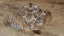 Nová mláďata tygrů v Habrkovicích