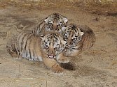 Nová mláďata tygrů v Habrkovicích