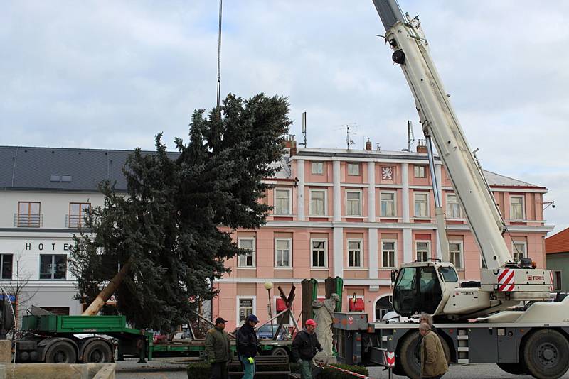 Vánoční strom přivezli na čáslavské náměstí ze Zbraslavic.