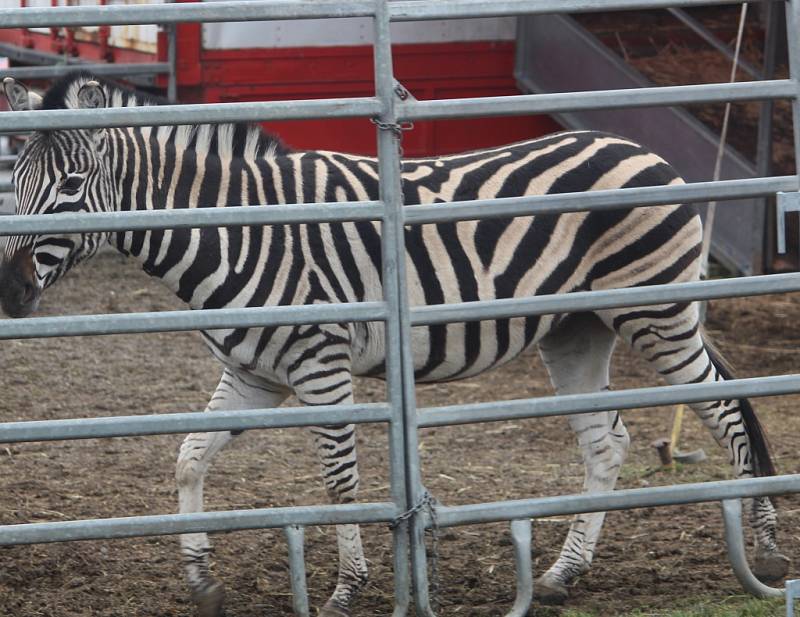 Cirkus Berousek v Kutné Hoře