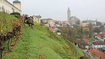 Slavnostní sklizeň vinice Pod Barborou v Kutné Hoře