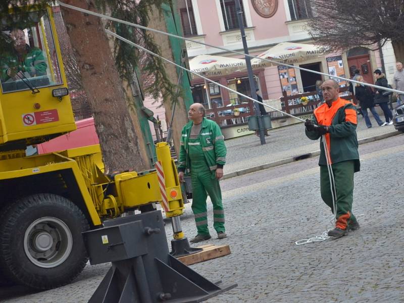 Na Palackého náměstí byl dnes vztyčen vánoční strom