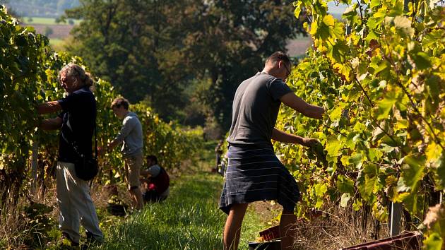 Sklizeň hroznů na vinicích společnosti Vinné sklepy Kutná Hora.