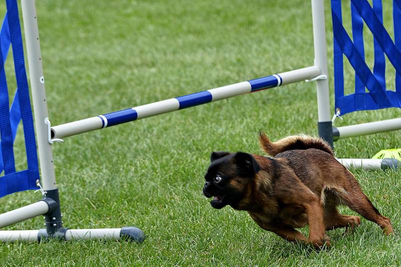 Agility zkoušky se konaly v Kutné Hoře.