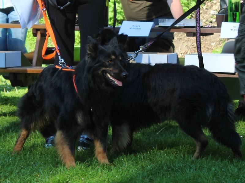 Dogtrekkingový závod Okolo Kutné Hory, 5.ročník