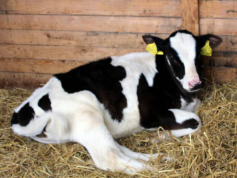 Na farmě rodiny Cihlářových v Milošovicích.