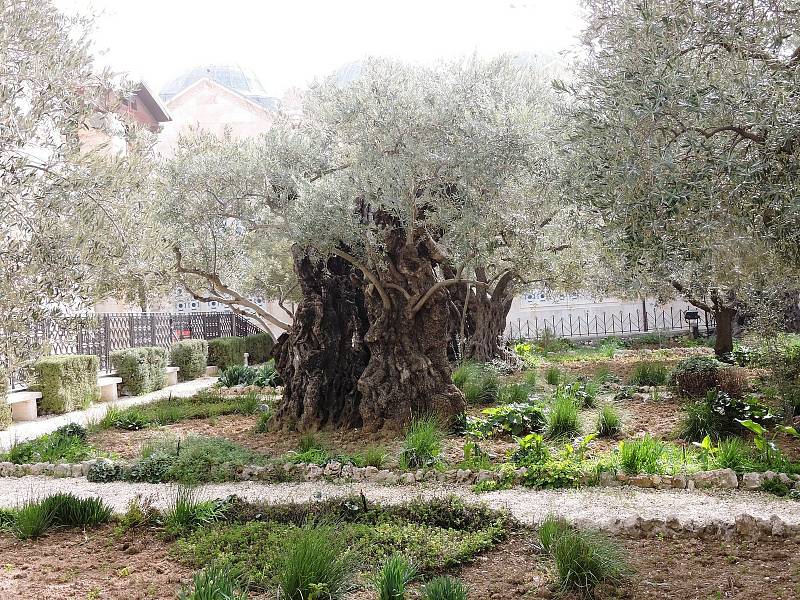 Getsemanská zahrada v Jeruzalémě.