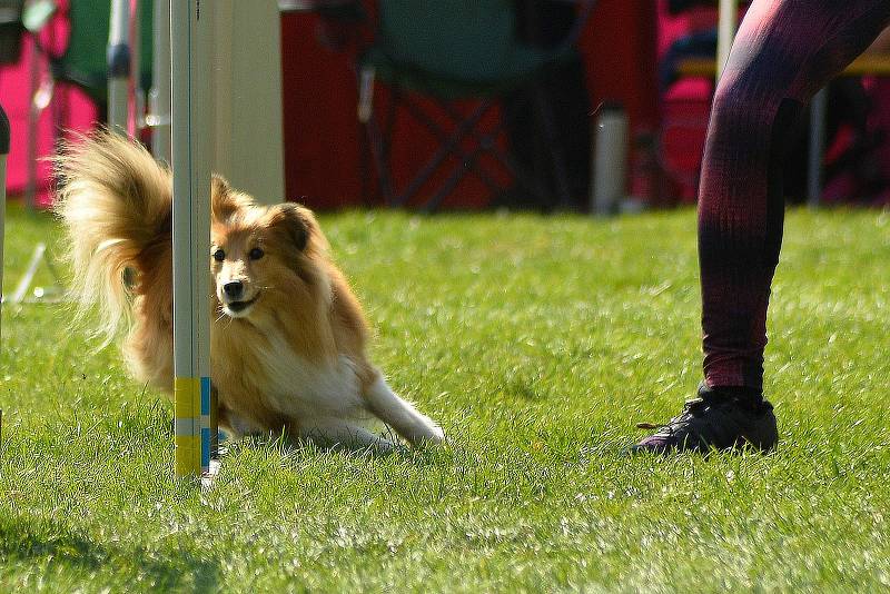 Agility závody 'O kutnohorský groš' na cvičáku v Kutné Hoře.