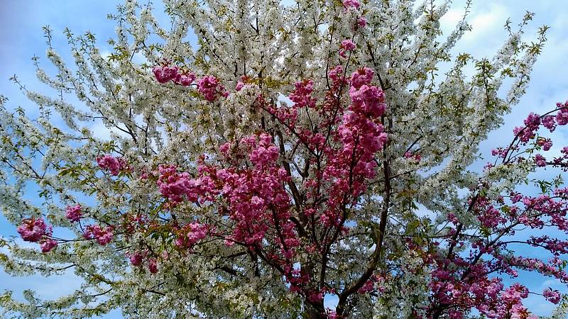 Dvoubarevná sakura kvete v čáslavských Vodrantech.