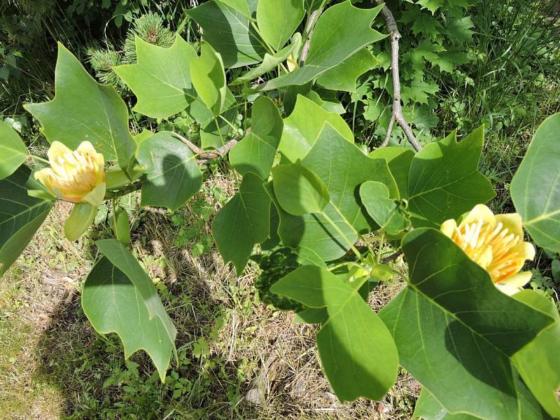 V Čáslavi a Uhlířských Janovicích kvetou na stromech tulipány