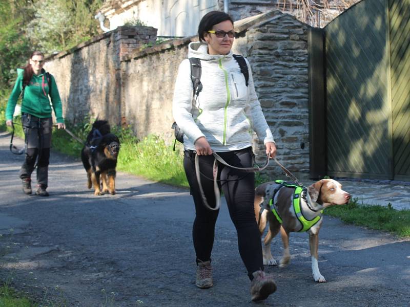 Dogtrekkingový závod Okolo Kutné Hory, 5.ročník