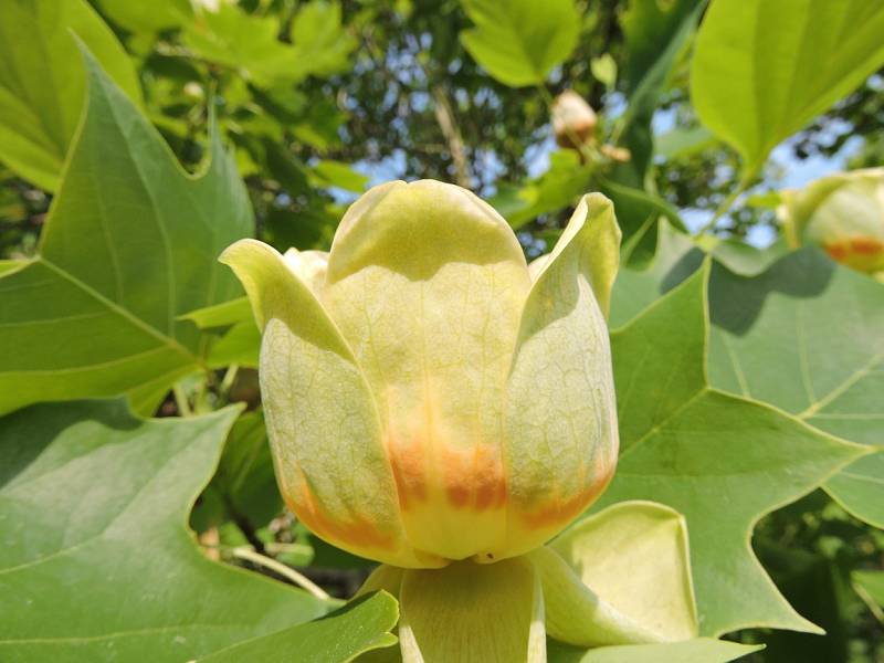 V Čáslavi a Uhlířských Janovicích kvetou na stromech tulipány