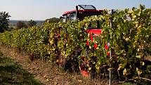 Sklizeň hroznů na vinicích společnosti Vinné sklepy Kutná Hora.