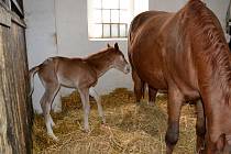 Nové narozené hříbě v Miskovicích na statku Dítě a kůň