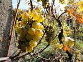 Ilustrační foto: Víno z kutnohorské vinice