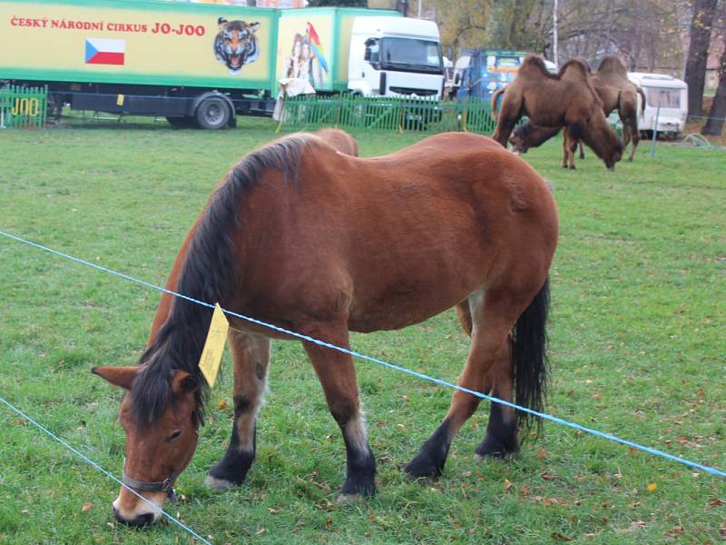 Cirkus JOO v Kutné Hoře