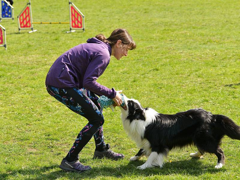 Agility závody 'O kutnohorský groš' na cvičáku v Kutné Hoře.