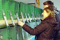 Výstava králíků a holubů se konala v sobotu v chovatelském areálu v Hostovlicích.