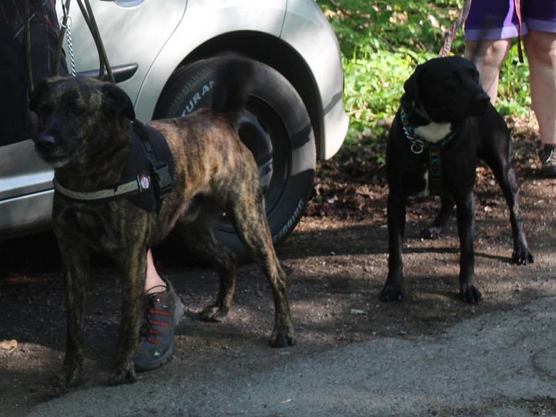 Dogtrekkingový závod Okolo Kutné Hory, 5.ročník