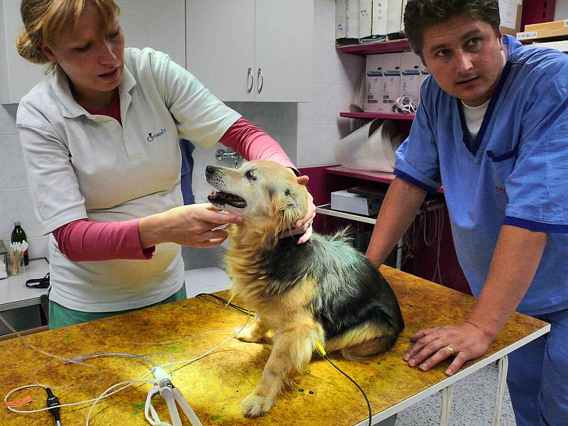 Inhalační anestezie na Veterinární klinice v Čáslavi