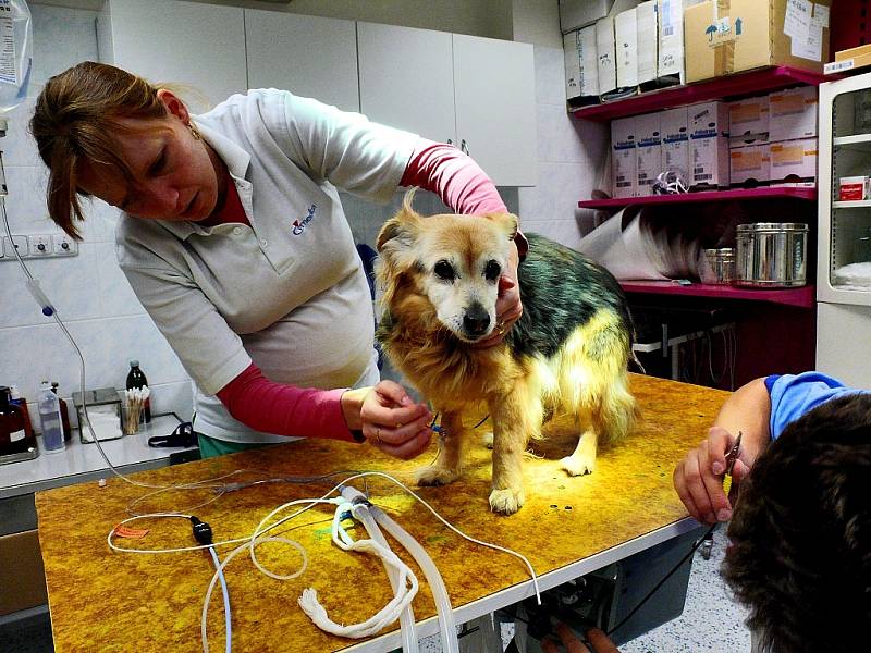 Inhalační anestezie na Veterinární klinice v Čáslavi
