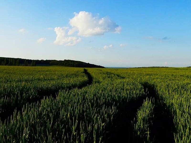 Vycházka Soni Schwarzové u topolů u Přítok.