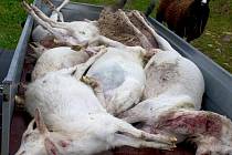 Masakr přežila jediná ovce. Ostatní musela majitelka odvézt do kafilerie.